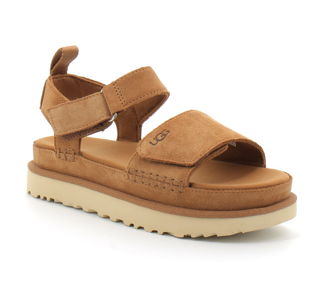 Goldenstar chestnut 1136783-che