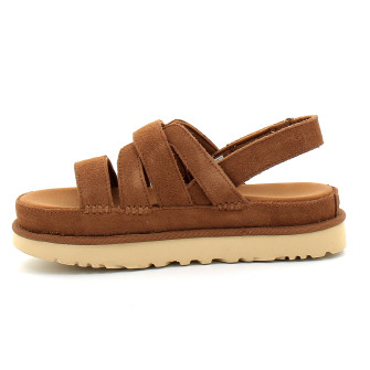 Goldenstar Gleam chestnut 1175122-che