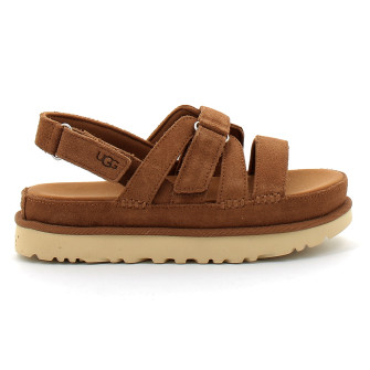 Goldenstar Gleam chestnut 1175122-che